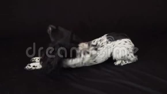 美丽的雌性猎犬躺在他背上的黑色背景的股票录像视频的预览图