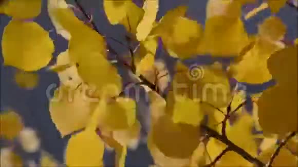 白杨树的叶子在风中飘扬视频的预览图
