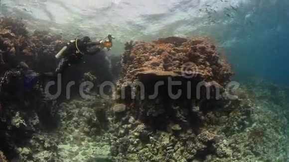 红海深海鱼系摄影师潜水员拍摄视频的预览图