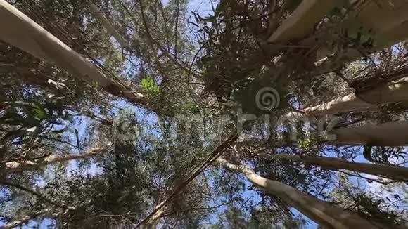 桉树从下面的旋转摄像机可以看到天空视频的预览图