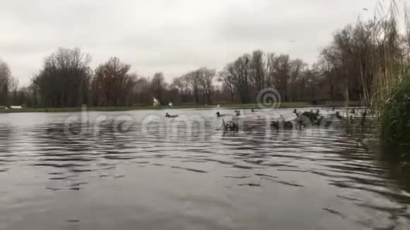 鸭池把相机浸入水中视频的预览图