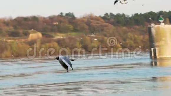 多瑙河海鸥在河上飞翔视频的预览图