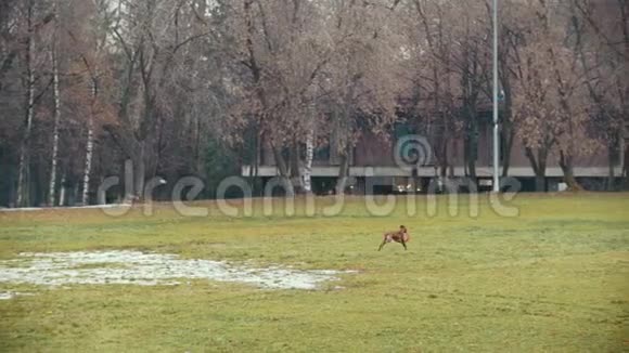 红色的活动狗在秋天的公园里奔跑玩玩具慢动作视频的预览图