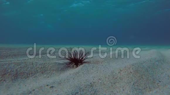 海葵在沙地海底航行视频的预览图