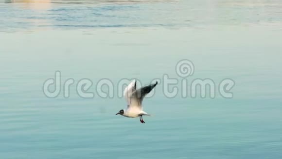 多瑙河海鸥在河上飞翔视频的预览图