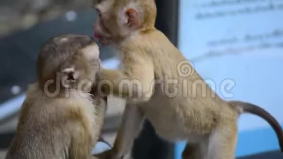 小猴子在互相玩视频的预览图