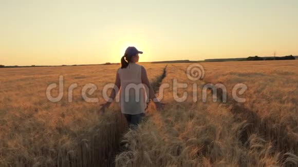 农民沿着麦田前进视频的预览图