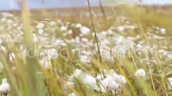 绒毛场关闭最优质的棉花已准备好收割田地靠近一种能分散种子的绒毛植物视频的预览图