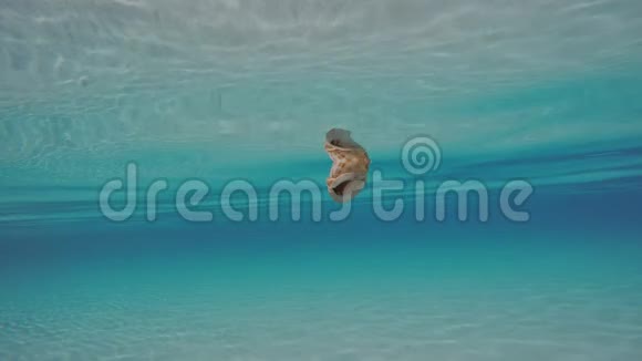 贝壳漂浮在水下的水面上视频的预览图