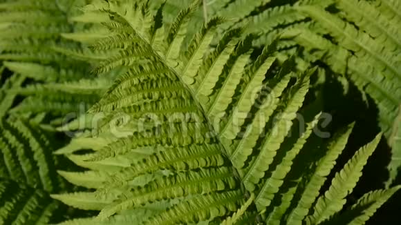雄蕨叶在森林中摇曳的视频干翅目fA脂膜视频的预览图