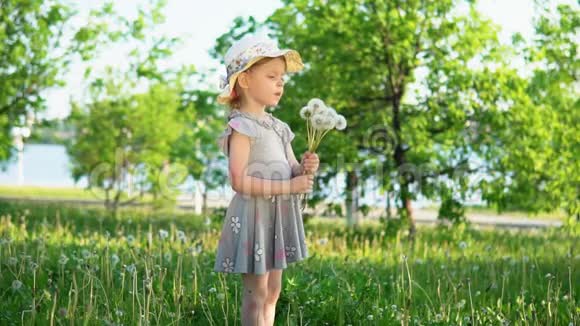 一个小欧洲女孩从白色的蒲公英里吹出蓬松的种子视频的预览图