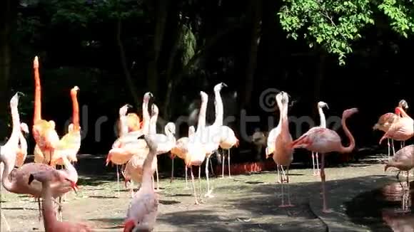 公园里的粉红色火烈鸟视频的预览图