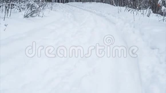 松林中的雪道视频的预览图