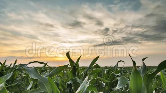 夕阳下乡村景观绿色玉米田植的时间推移农田视频的预览图