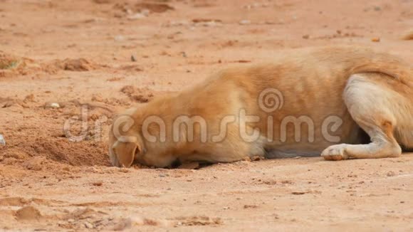 无家可归的饥饿的狗在地上挖东西咀嚼视频的预览图