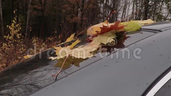 车窗上的秋叶视频的预览图