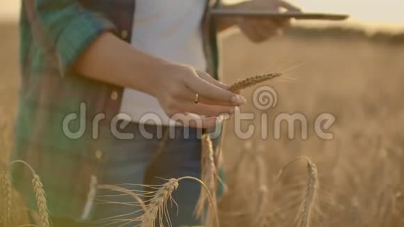 戴着帽子和格子衬衫的女农民摸着黑麦的芽和种子检查并将数据输入平板电脑视频的预览图