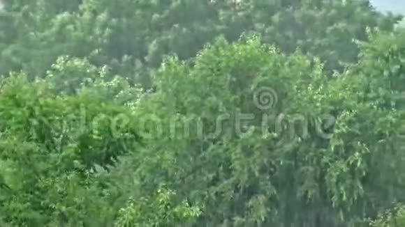 暴风雨在树林里视频的预览图
