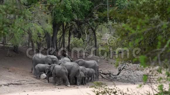 一群非洲大象在喝酒视频的预览图