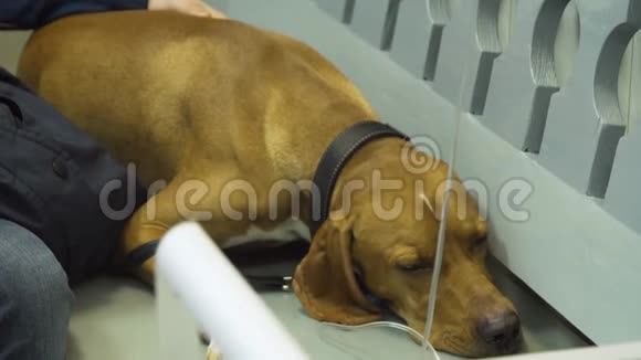 带导管的狗在诊所里视频的预览图