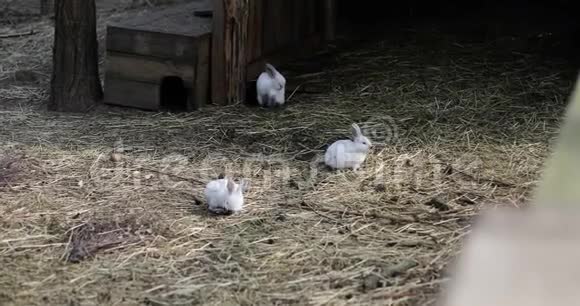 三只可爱的兔子在农场散步视频的预览图