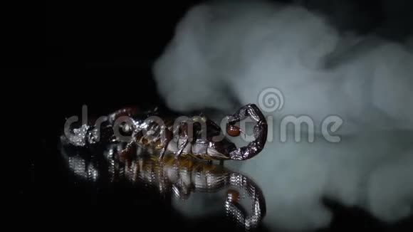 蝎子爬进乳烟里视频的预览图