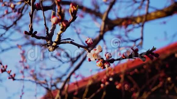 在蓝天的背景下合上樱花视频的预览图