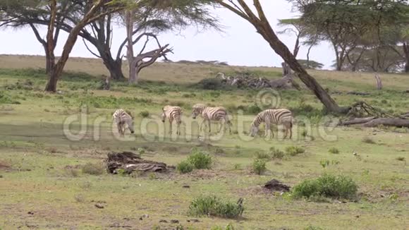 一群斑马在田野里其中一只倒在地上开始发痒视频的预览图