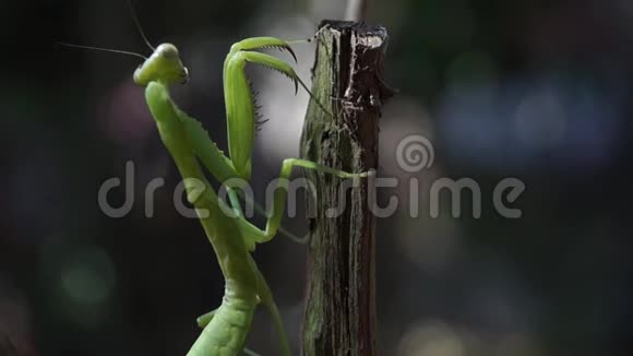 祈祷螳螂紧贴着树枝视频的预览图