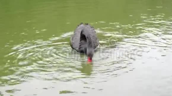 孤独的黑天鹅红色的喙浮在绿色的河流上选择食物视频的预览图
