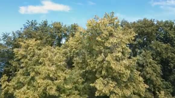 在立陶宛特拉凯城堡的空中无人机射击在树上飞行美丽的湖上城堡特拉凯航空景观视频的预览图