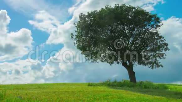 阴天下田间生长的绿树的时间推移天气预报视频的预览图
