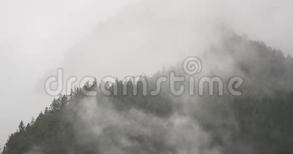 晨起的山雾西藏博米县的雾树视频的预览图