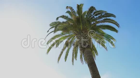 蓝天上的绿棕榈树叶视频的预览图