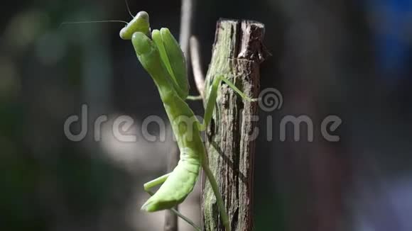 祈祷螳螂紧贴着树枝视频的预览图