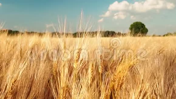 金色成熟的麦穗顶着蓝天白云全高清1080p慢速慢动作视频的预览图