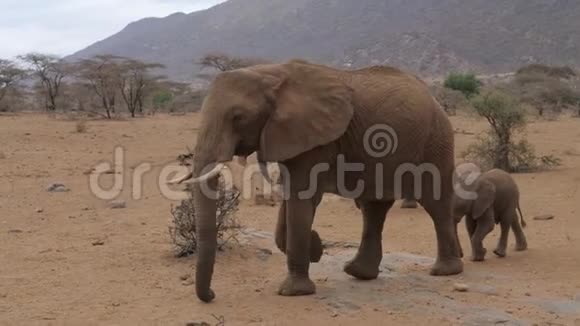 桑布鲁保护区干公园带婴儿散步的非洲大象群视频的预览图