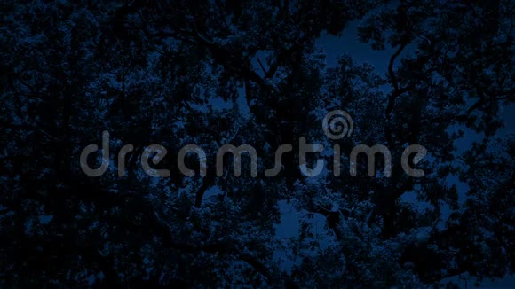 浓密的树枝在夜晚视频的预览图