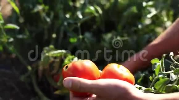 农家手摘熟番茄菜园视频的预览图