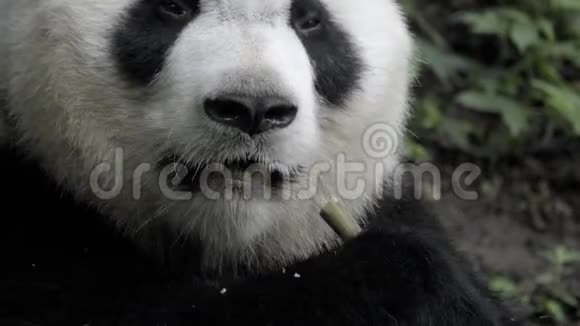 熊猫特写吃竹子视频的预览图