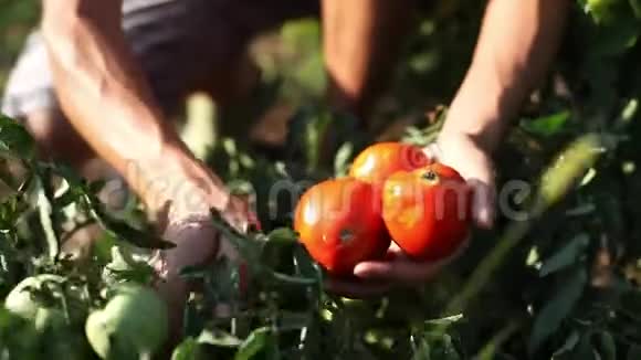 农家手摘熟番茄菜园视频的预览图