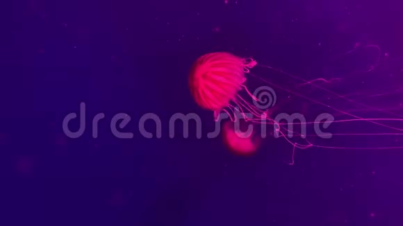 游泳红果冻鱼的特写水下录像视频的预览图