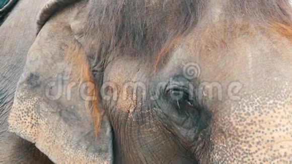 大头泰国老象站在大象村的栅栏外视频的预览图