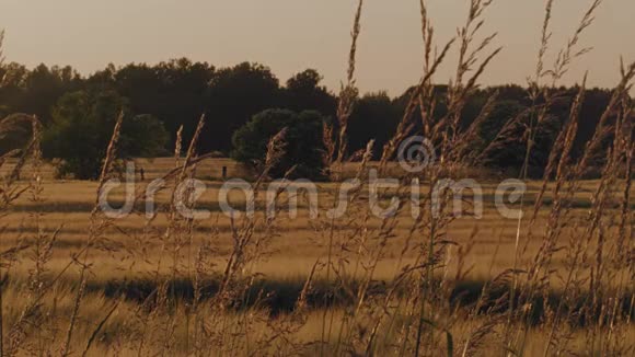 夏季日落时的麦田景观视频的预览图