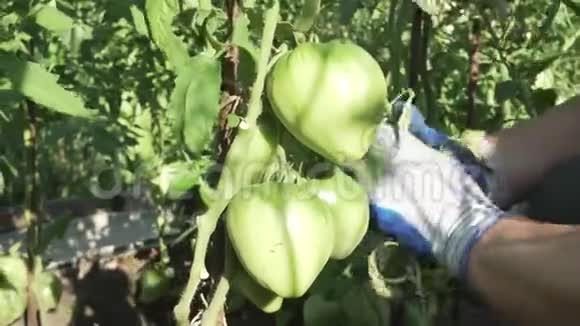 一位老年妇女关心花园里的植物在灌木丛中剪下不必要的树枝番茄库存录像视频的预览图