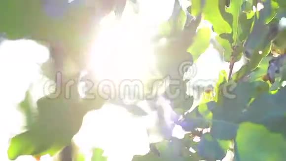 橡树叶和橡子在阳光下视频的预览图