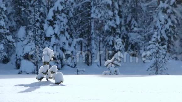 在背光阳光下森林边缘降雪无缝回路视频的预览图