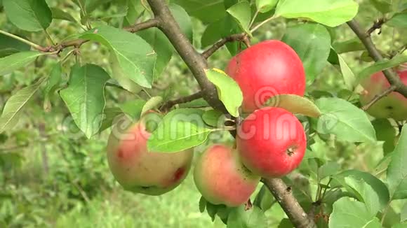 苹果园树枝上挂着闪亮可口的苹果视频的预览图
