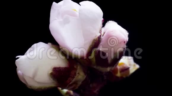 杏仁花开白色的花开花瓣视频的预览图