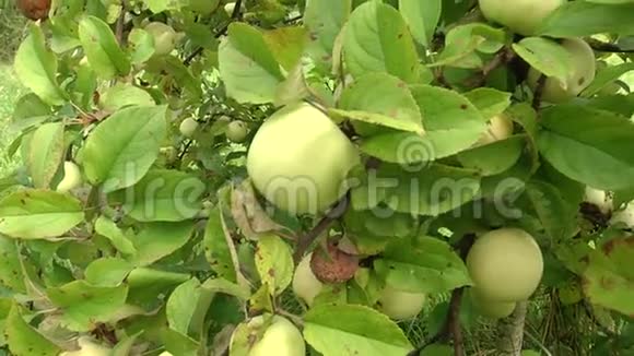 青苹果挂在树枝上苹果园的树枝上挂着一个鲜嫩可口的苹果视频的预览图